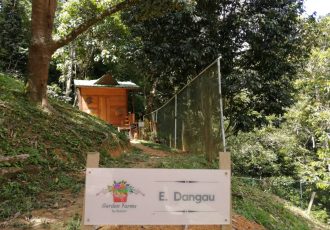 Dangau (7)-min
