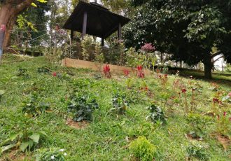 Tropical Garden (1)-min